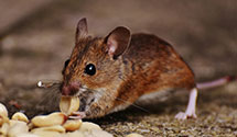 24 Hour & Emergency Exterminators in Riceville, KY
